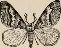 An illustration from Animal coloration; an account of the principal facts and theories relating to the colours and markings of animals (1892)