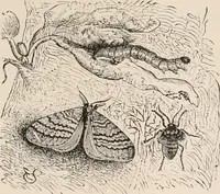 An illustration from Animal coloration; an account of the principal facts and theories relating to the colours and markings of animals (1892)