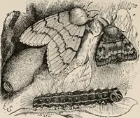An illustration from Animal coloration; an account of the principal facts and theories relating to the colours and markings of animals (1892)