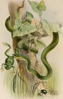 An illustration from Animal coloration; an account of the principal facts and theories relating to the colours and markings of animals (1892)