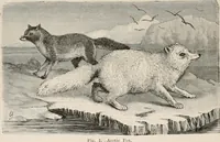 An illustration from Animal coloration; an account of the principal facts and theories relating to the colours and markings of animals (1892)