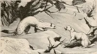 An illustration from Animal coloration; an account of the principal facts and theories relating to the colours and markings of animals (1892)