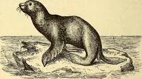 An illustration from Animal locomotion, or Walking, swimming, and flying, with a dissertation on aëronautics (1874)