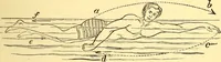An illustration from Animal locomotion, or Walking, swimming, and flying, with a dissertation on aëronautics (1874)