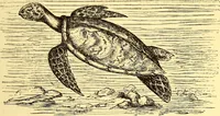An illustration from Animal locomotion, or Walking, swimming, and flying, with a dissertation on aëronautics (1874)