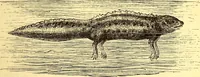 An illustration from Animal locomotion, or Walking, swimming, and flying, with a dissertation on aëronautics (1874)