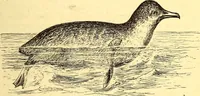 An illustration from Animal locomotion, or Walking, swimming, and flying, with a dissertation on aëronautics (1874)