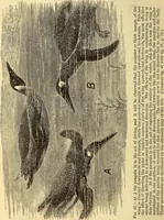 Picture 39 of 96 from Animal locomotion, or Walking, swimming, and flying, with a dissertation on aëronautics (1874), leaf 119
