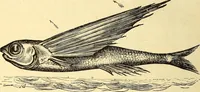 An illustration from Animal locomotion, or Walking, swimming, and flying, with a dissertation on aëronautics (1874)