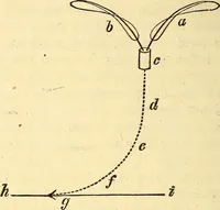 An illustration from Animal locomotion, or Walking, swimming, and flying, with a dissertation on aëronautics (1874)