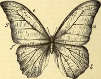 An illustration from Animal locomotion, or Walking, swimming, and flying, with a dissertation on aëronautics (1874)