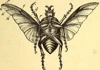 An illustration from Animal locomotion, or Walking, swimming, and flying, with a dissertation on aëronautics (1874)