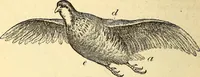 An illustration from Animal locomotion, or Walking, swimming, and flying, with a dissertation on aëronautics (1874)