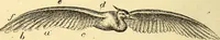 An illustration from Animal locomotion, or Walking, swimming, and flying, with a dissertation on aëronautics (1874)