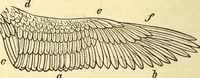 Picture 53 of 96 from Animal locomotion, or Walking, swimming, and flying, with a dissertation on aëronautics (1874), leaf 161