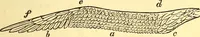An illustration from Animal locomotion, or Walking, swimming, and flying, with a dissertation on aëronautics (1874)