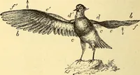 An illustration from Animal locomotion, or Walking, swimming, and flying, with a dissertation on aëronautics (1874)