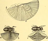 An illustration from Animal locomotion, or Walking, swimming, and flying, with a dissertation on aëronautics (1874)