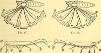 An illustration from Animal locomotion, or Walking, swimming, and flying, with a dissertation on aëronautics (1874)