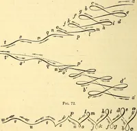 An illustration from Animal locomotion, or Walking, swimming, and flying, with a dissertation on aëronautics (1874)