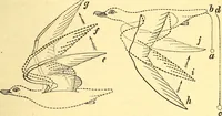 An illustration from Animal locomotion, or Walking, swimming, and flying, with a dissertation on aëronautics (1874)