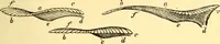An illustration from Animal locomotion, or Walking, swimming, and flying, with a dissertation on aëronautics (1874)