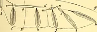 An illustration from Animal locomotion, or Walking, swimming, and flying, with a dissertation on aëronautics (1874)
