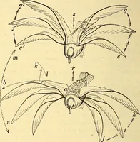 An illustration from Animal locomotion, or Walking, swimming, and flying, with a dissertation on aëronautics (1874)