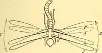 An illustration from Animal locomotion, or Walking, swimming, and flying, with a dissertation on aëronautics (1874)