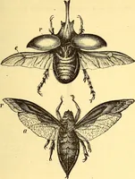 An illustration from Animal locomotion, or Walking, swimming, and flying, with a dissertation on aëronautics (1874)