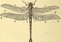 An illustration from Animal locomotion, or Walking, swimming, and flying, with a dissertation on aëronautics (1874)