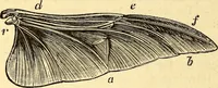 An illustration from Animal locomotion, or Walking, swimming, and flying, with a dissertation on aëronautics (1874)