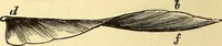 An illustration from Animal locomotion, or Walking, swimming, and flying, with a dissertation on aëronautics (1874)
