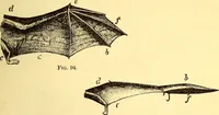 An illustration from Animal locomotion, or Walking, swimming, and flying, with a dissertation on aëronautics (1874)