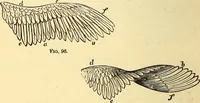 An illustration from Animal locomotion, or Walking, swimming, and flying, with a dissertation on aëronautics (1874)