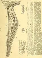 An illustration from Animal locomotion, or Walking, swimming, and flying, with a dissertation on aëronautics (1874)