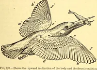 An illustration from Animal locomotion, or Walking, swimming, and flying, with a dissertation on aëronautics (1874)