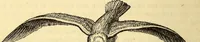 An illustration from Animal locomotion, or Walking, swimming, and flying, with a dissertation on aëronautics (1874)
