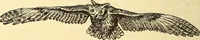 An illustration from Animal locomotion, or Walking, swimming, and flying, with a dissertation on aëronautics (1874)