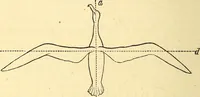 An illustration from Animal locomotion, or Walking, swimming, and flying, with a dissertation on aëronautics (1874)