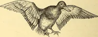 An illustration from Animal locomotion, or Walking, swimming, and flying, with a dissertation on aëronautics (1874)