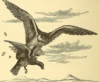 An illustration from Animal locomotion, or Walking, swimming, and flying, with a dissertation on aëronautics (1874)