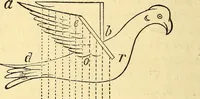 An illustration from Animal locomotion, or Walking, swimming, and flying, with a dissertation on aëronautics (1874)
