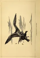 An illustration from Animal locomotion, or Walking, swimming, and flying, with a dissertation on aëronautics (1874)