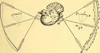 Picture 89 of 96 from Animal locomotion, or Walking, swimming, and flying, with a dissertation on aëronautics (1874), leaf 258