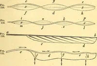 An illustration from Animal locomotion, or Walking, swimming, and flying, with a dissertation on aëronautics (1874)