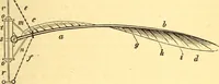 An illustration from Animal locomotion, or Walking, swimming, and flying, with a dissertation on aëronautics (1874)