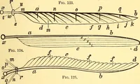An illustration from Animal locomotion, or Walking, swimming, and flying, with a dissertation on aëronautics (1874)