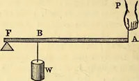 An illustration from Animal locomotion, or Walking, swimming, and flying, with a dissertation on aëronautics (1874)