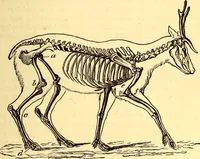 An illustration from Animal locomotion, or Walking, swimming, and flying, with a dissertation on aëronautics (1874)